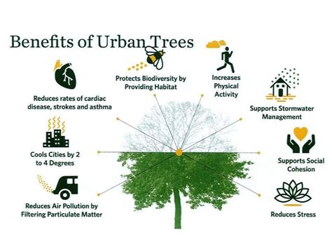 some of the advantages of planting trees in cities are that they|Trees in our cities: 10 reasons we need to plant more.